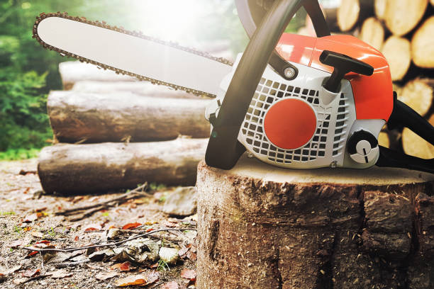 Comprehensive Tree Care Solutions